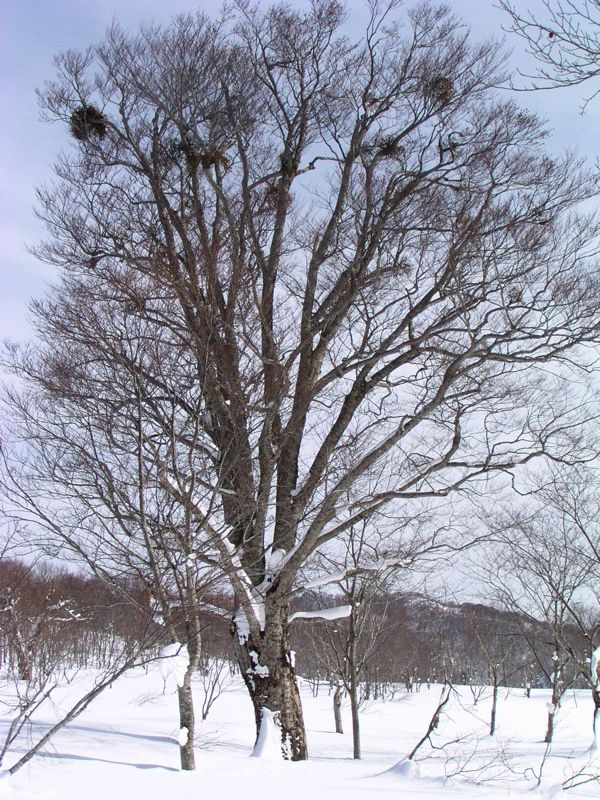 平の中の大木　3