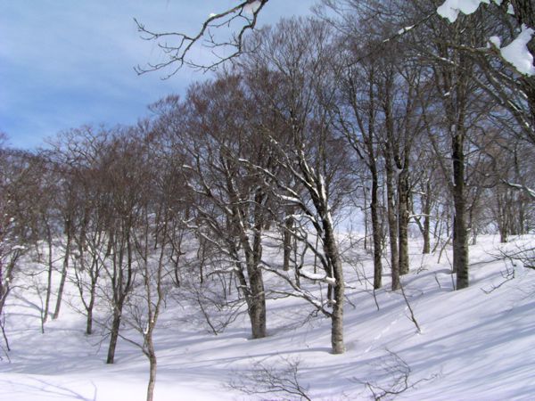 森の廻り