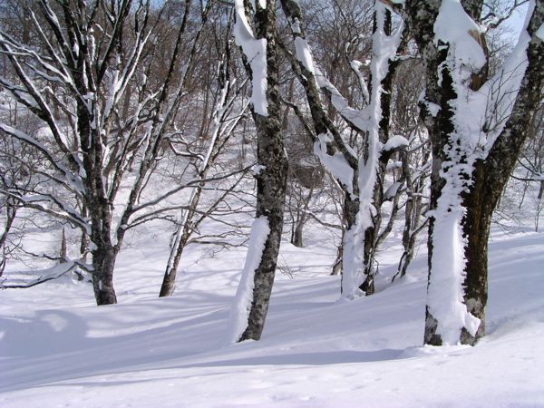 雪衣