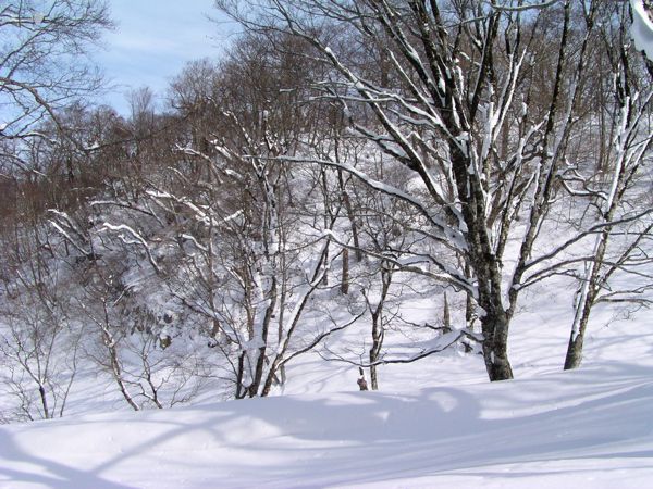 素直に伸びる枝々
