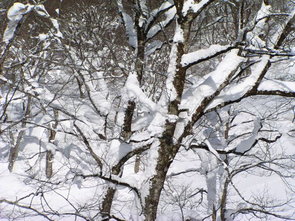 雪の舞い