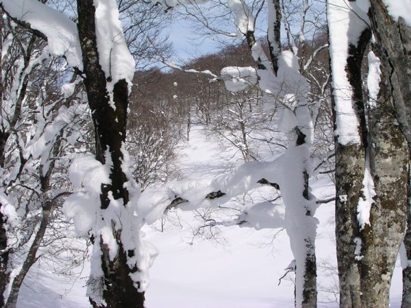 絹ごしに純白に