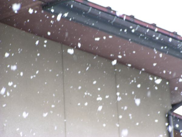 ぼた雪