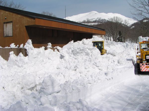 今年は少し多い