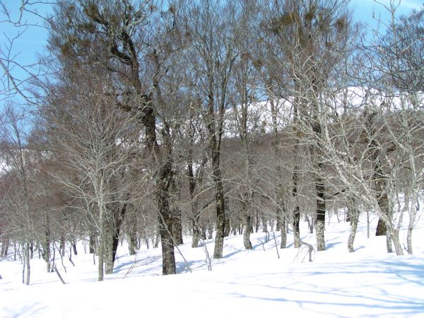 湯殿山山麓のブナ林