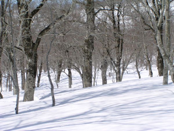 雪を踏んで