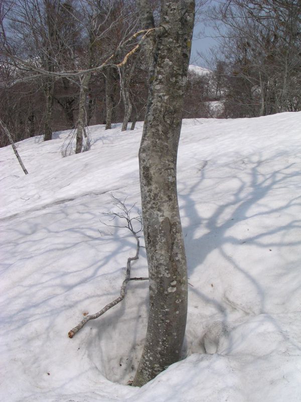 食痕と積雪