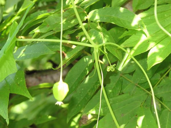 ミヤマニガウリの実