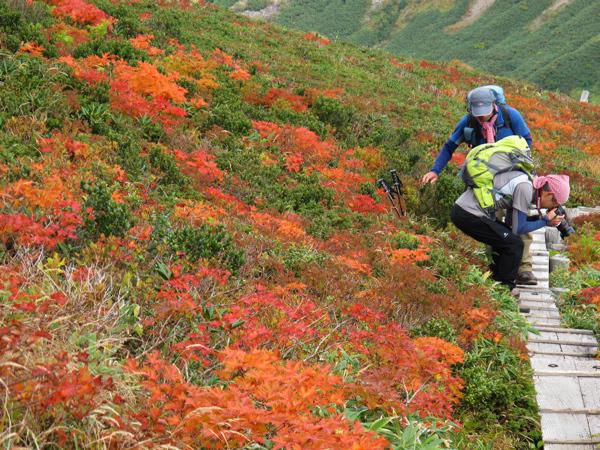 山の仲間たちも夢中