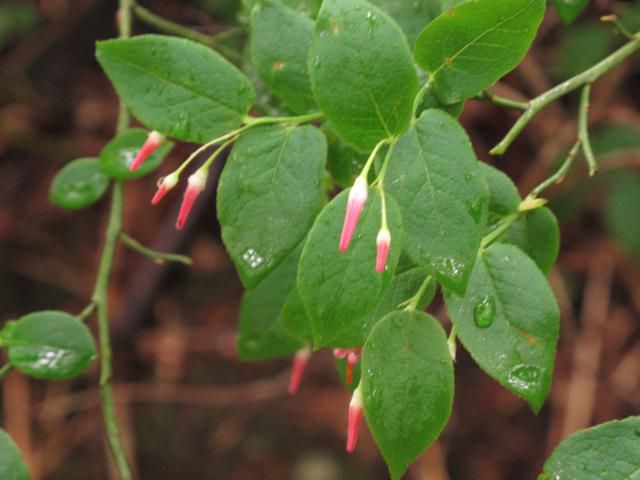 アクシバの花