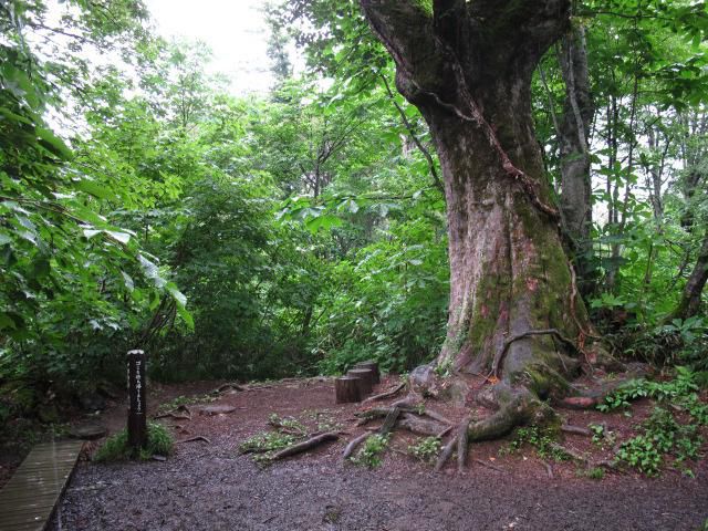 巨木　オオトチ