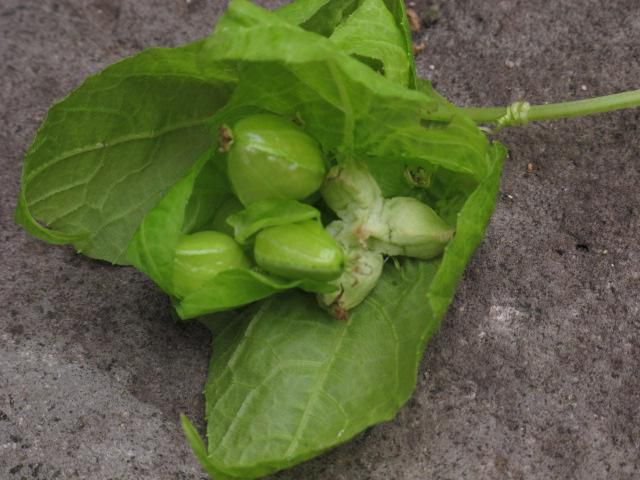 両性花株　さっ果