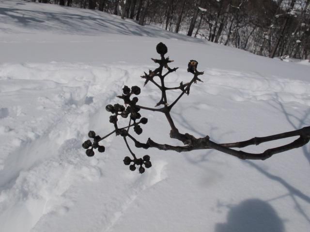 キハダの実