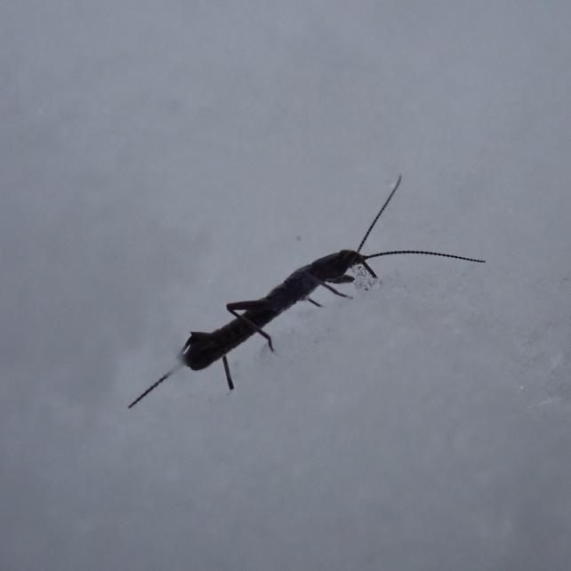 クロカワゲラ