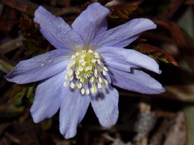 花被片