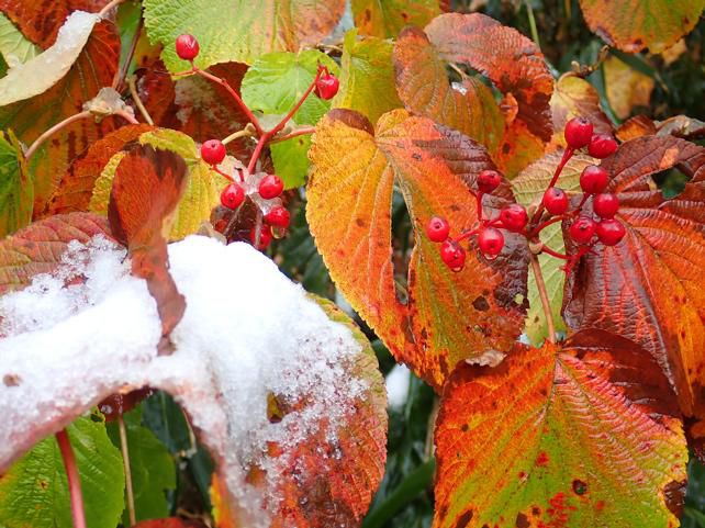 ムシカリ新雪をまとうウ
