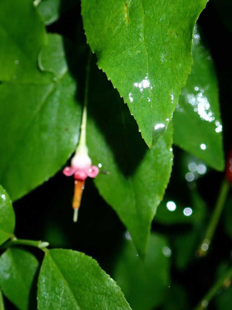 アクシバの花　2