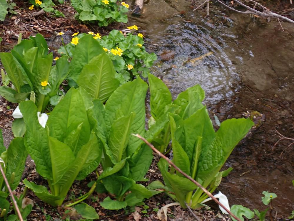 冬を耐え抜いた自生の植物達