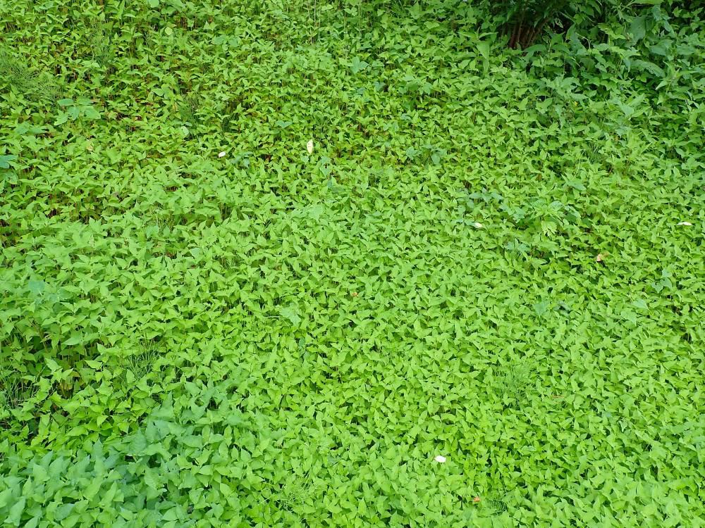 3m近く伸びたミヤマニガウリ