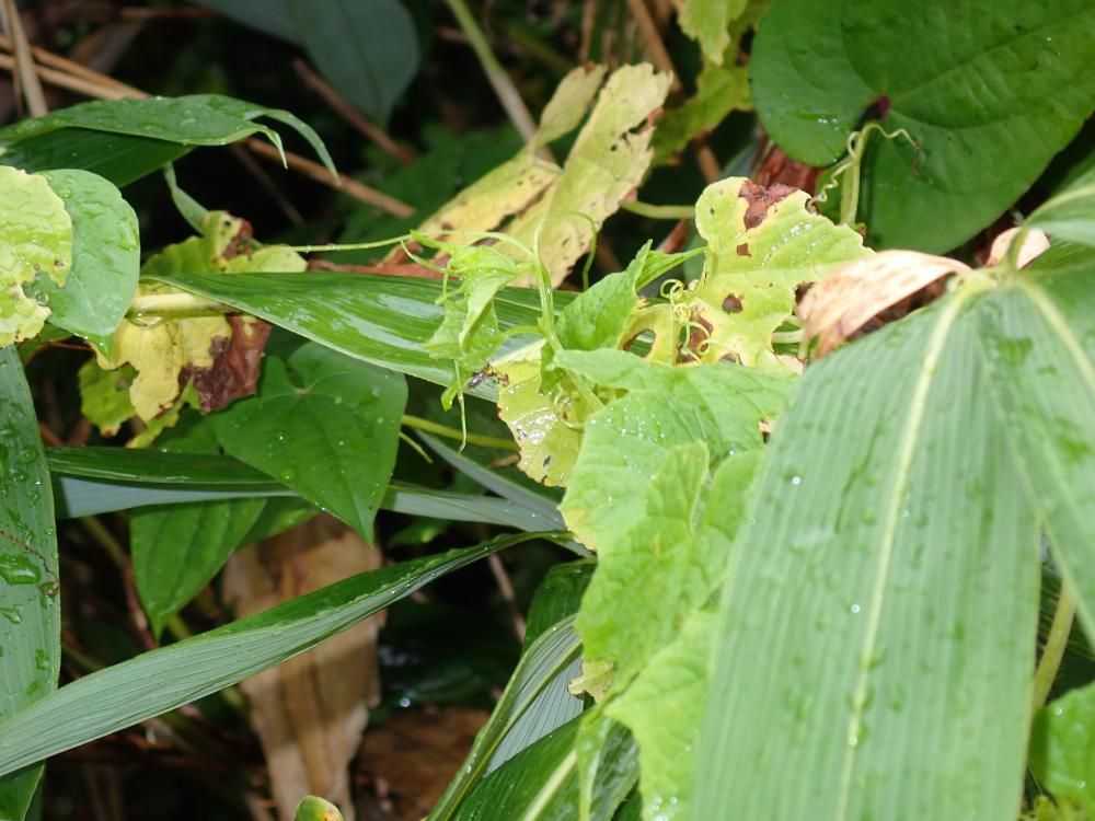 国道112号線「月山道入り口」から兩サイド除草剤で茶色に変身