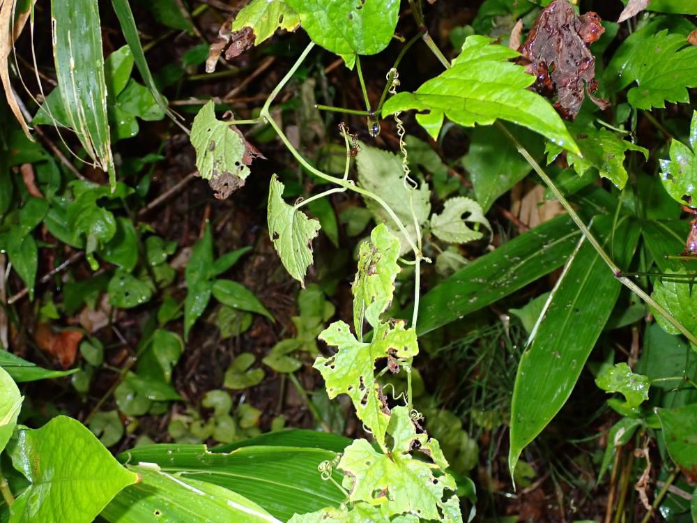 除草剤から逃れて伸び伸びと