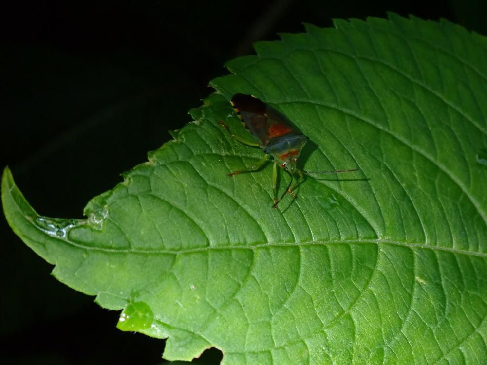 最近珍種の昆虫が