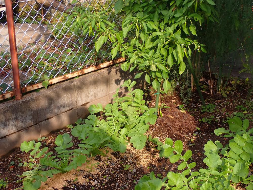 北側奥　ダイコン