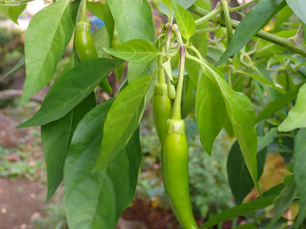 我が家のシシトウ大きくなって