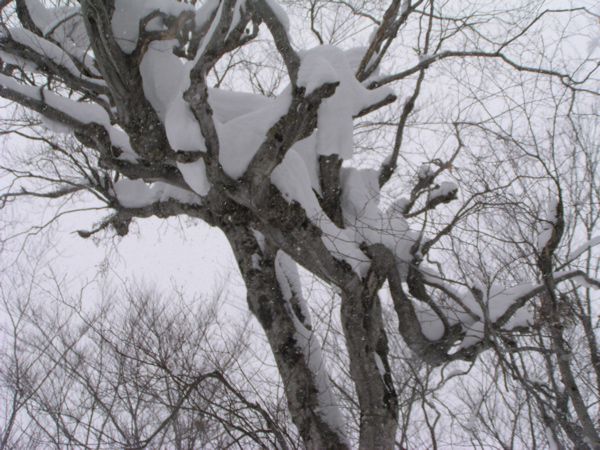 着雪