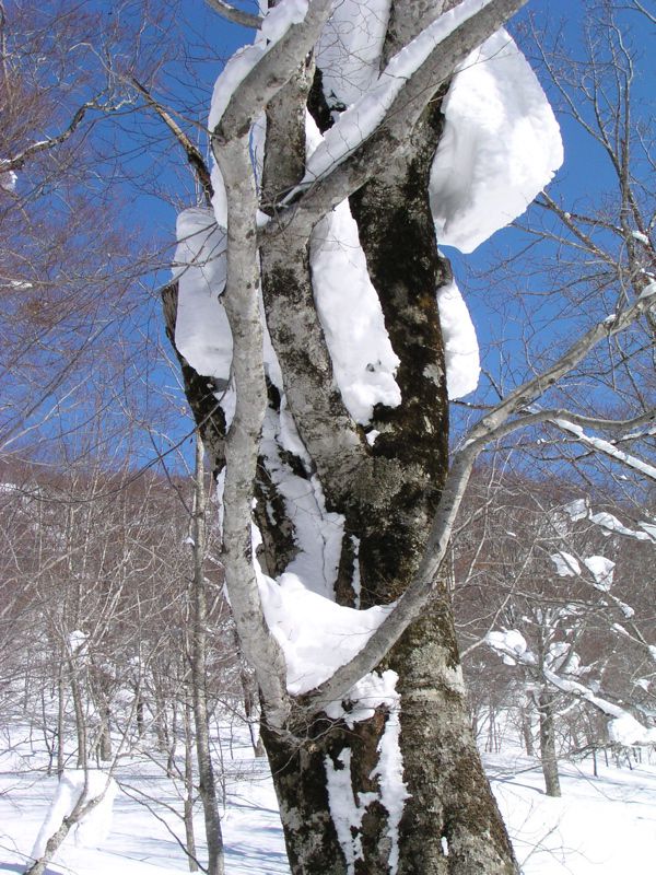 古木耐えて 1