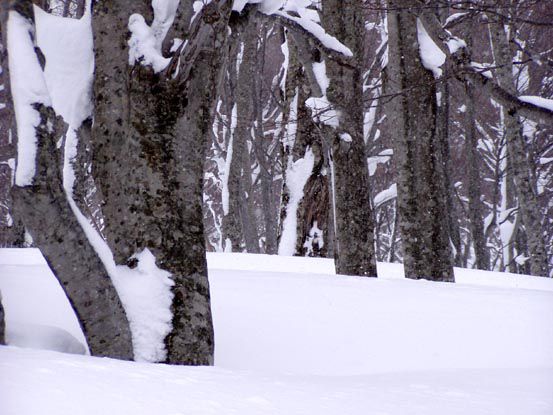 小雪舞う静寂の中で (6)