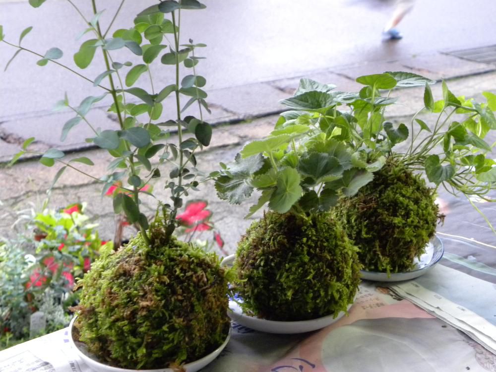 夜の御殿市　苔玉教室