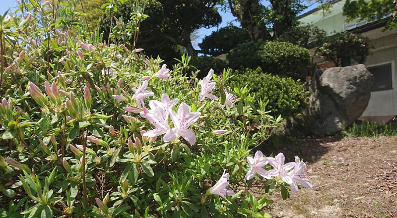 はぎ苑旧館のつつじが咲きはじめました。