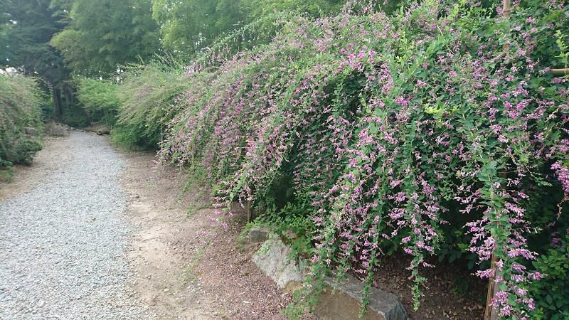 はぎ公園は見頃をむかえます/はぎ苑