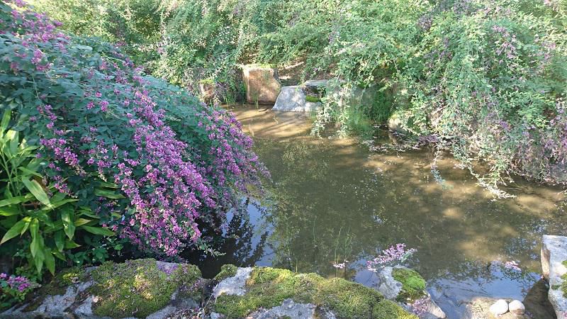 はぎの花は見頃です/はぎ苑