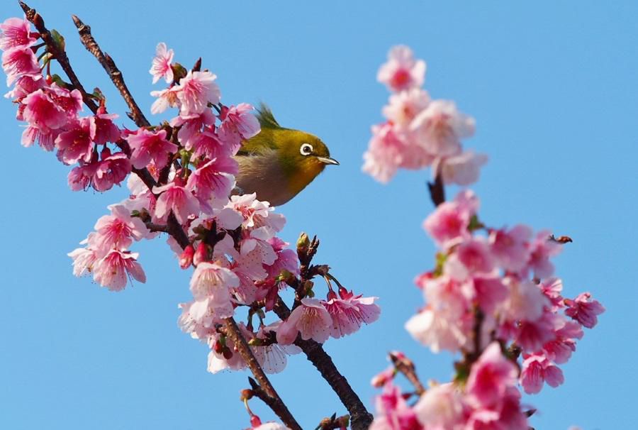 仕事して日本晴れや春の風
