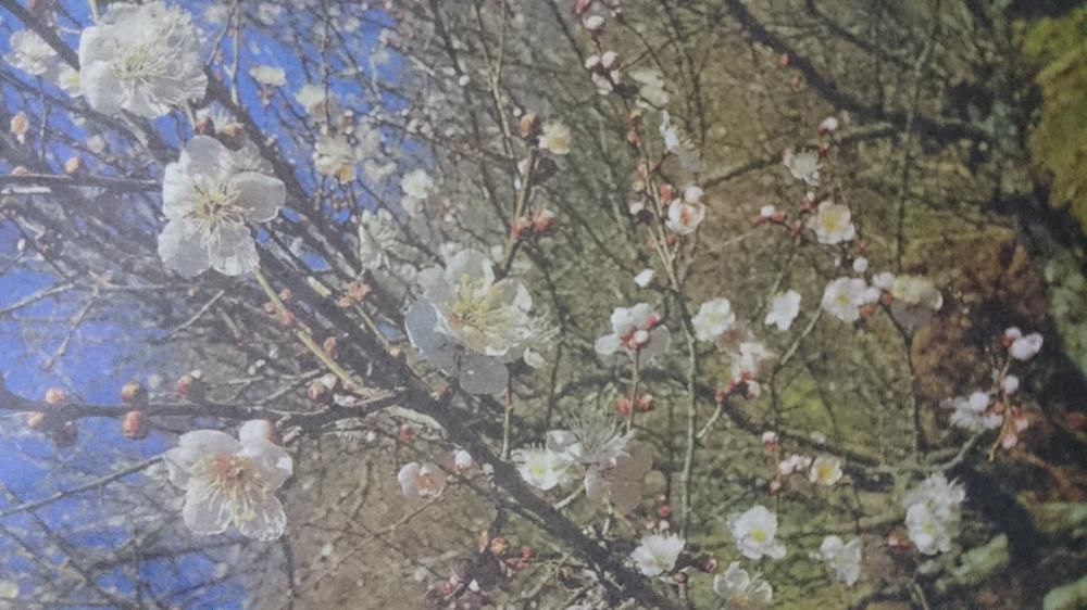 麗らかや津波に耐えて梅の花