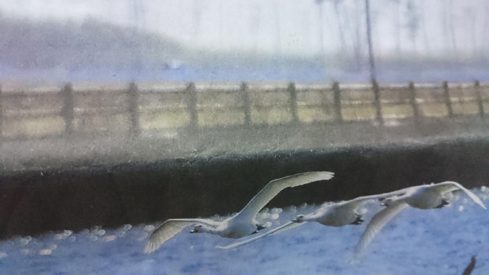 麗らかや水面に低く鳥帰る