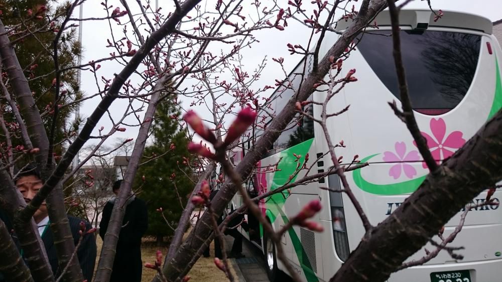 福島の仮設に花は芽吹きけり