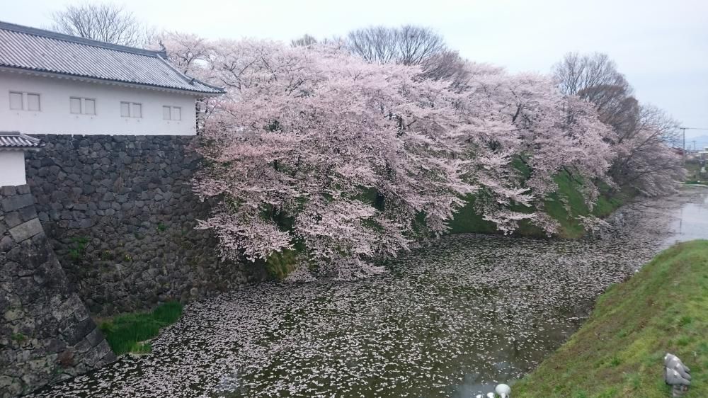 桜まじ花散り盛る水の上