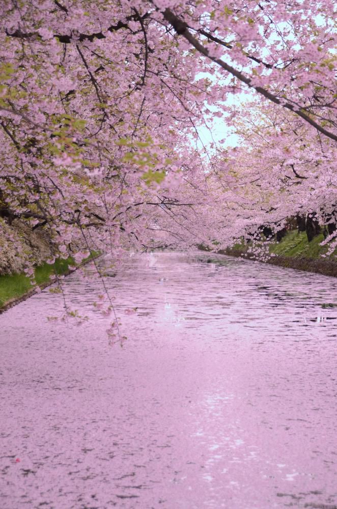 四月尽弘前城の花筏