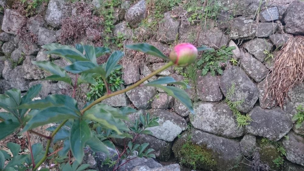 恐竜のように伸びたる牡丹の芽