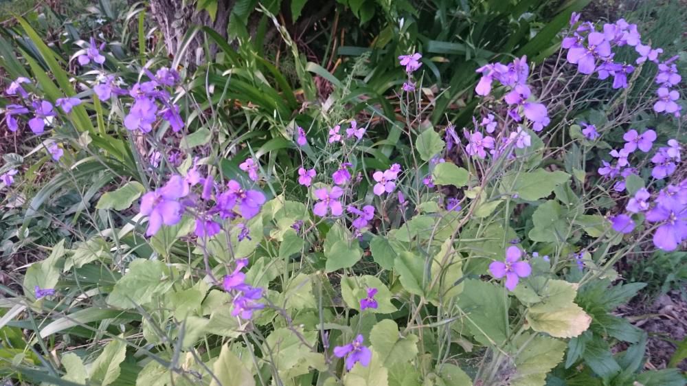 故郷の大根の花咲きにけり