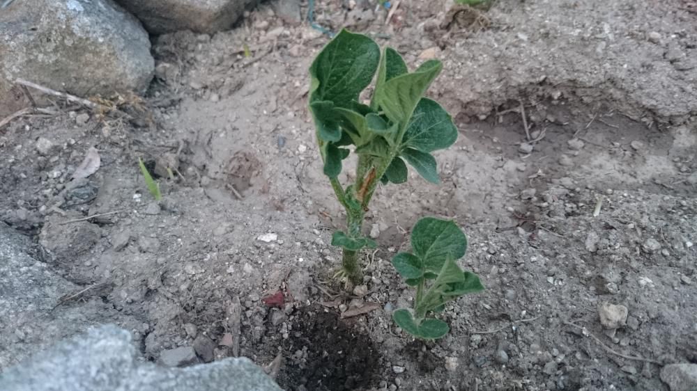 生きゝとじゃがいもの芽や夏きざす