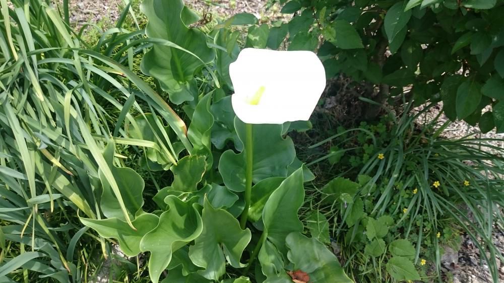 花一輪一輪だけの水芭蕉