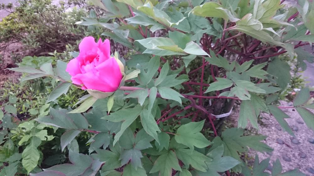 芝張って夕暮れ楽し牡丹かな