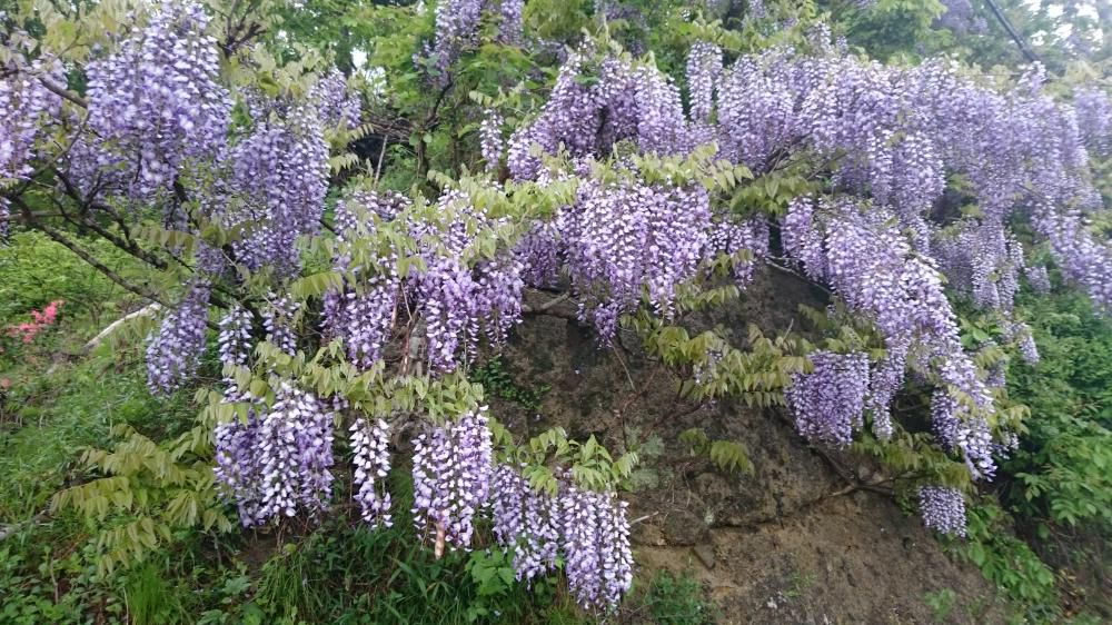 朝会の出会いに添える藤の花