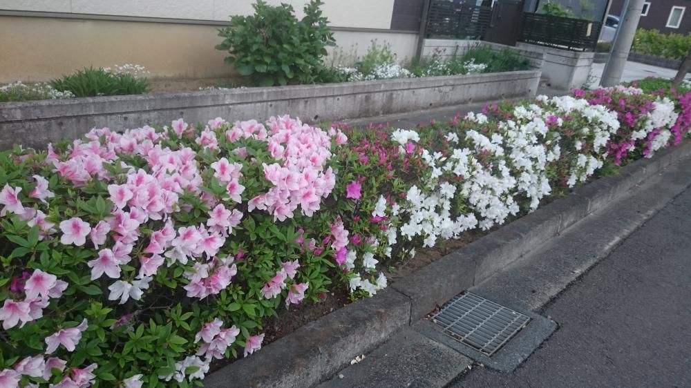 セミナーが済んで憩いのつつじかな