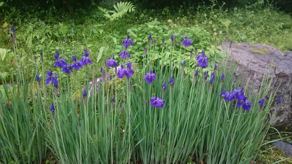 まほろばの古民家あるや花あやめ