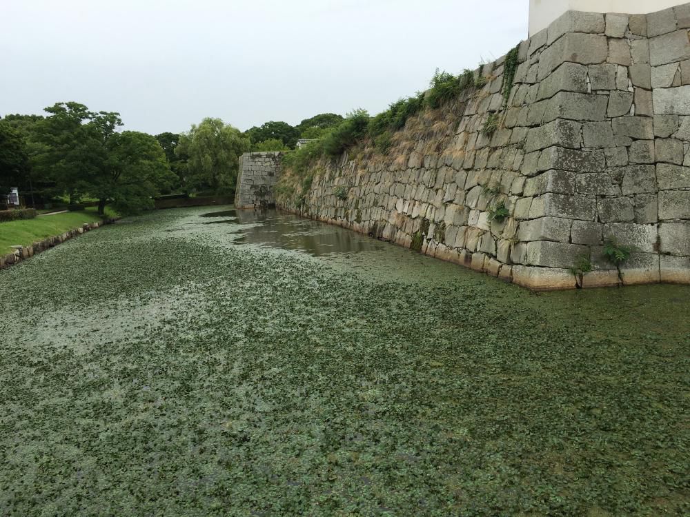 堀中に茂る浮藻や油照
